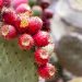 Photo Cactus fruit