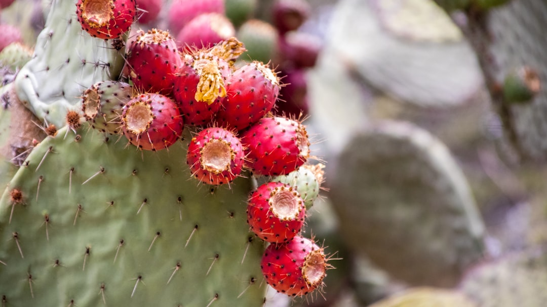 Photo Cactus fruit