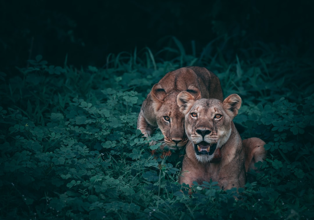 Photo Lion cub